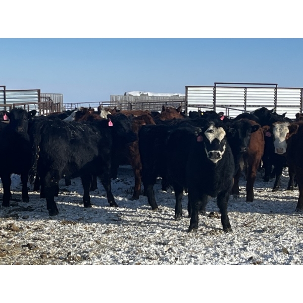 Kris Springer - 50 November Delivery Black Angus X Bred Heifers (Foam Lake, SK)