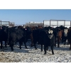 Image 1 : Kris Springer - 50 November Delivery Black Angus X Bred Heifers (Foam Lake, SK)