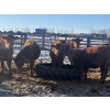 Image 5 : Twisted K Limousin - 680# February Delivery Heifers - 70 Head (Byemoor, AB)