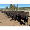 Image 2 : Alan Fridlington - 800# May Delivery Heifers - 75 Head (Kersley, BC)