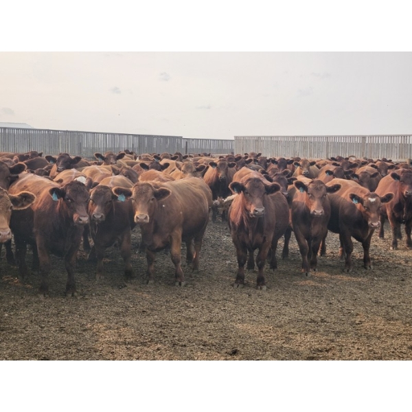 Lacasse Farms Ltd. - 1200# August Delivery Steers - 137 Head (Kincaid, SK)