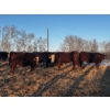 Image 9 : Chris Bartel - 1025# April Delivery Steers - 60 Head (Fort Vermilion, AB)