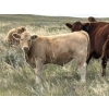 Image 4 : Holst Farms Ltd. - 700# October Delivery Steer Calves - 88 Head (Hays, AB)
