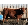 Image 2 : J&R Peterson - 1000# January Delivery Steers - 100 Head (Barnwell, AB)
