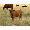 Image 4 : Colter Malloy - 525# November Delivery Heifer Calves - 100 Head (Pollockville, AB)