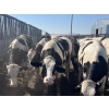 Image 2 : Eagle Creek Colony - 1025# August Delivery Holstein Steers - 19 Head (Asquith, SK)