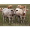 Image 3 : Gate Way Ranch - 1025# September Delivery Grass Steers - 180 Head (Elkhorn, MB)