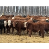 Image 5 : Garth & Theresa Kauppi - 870# November Delivery Weaned Steers - 70 Head (Eckville, AB)
