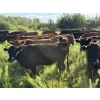 Image 25 : Sheldon Reimer - 940# September Delivery Grass Heifers - 325 Head (Cromer, MB)