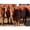 Image 6 : Scott & Gail Sapergia - 15 Red Simm X November Delivery Bred Heifers (Hays, AB)