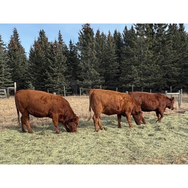 Marv & Mark Bedry - 9 Red Angus X April/May Calving Bred Heifers (Cochrane, AB)
