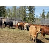 Image 5 : Cattle View Ranch - 1000# September Delivery Grass Heifers - 180 Head (Winfield, AB)