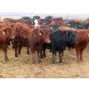 Image 4 : Hebert Livestock Ventures - 665# March Delivery Heifers - 120 Head (Wawota, SK) VBP+
