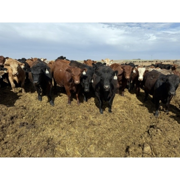 Hegedys Ranching - 1000# May Delivery Steers - 140 Head (Acme, AB)