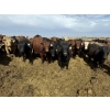 Image 1 : Hegedys Ranching - 1000# May Delivery Steers - 140 Head (Acme, AB)