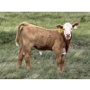 Image 12 : Saddleridge Farming - 640# November Delivery Steers - 100 Head (Rosemary, AB)