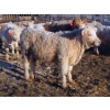Image 10 : Munro Farms - 980# March Delivery Steers - 140 Head (Kelwood, MB)