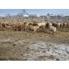Image 9 : Bauer Ranching - 910# February Delivery Steers - 205 Head (Hilda, AB)