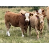 Image 2 : Tanner & Michelle Lawton - 600# Oct/Nov Delivery Heifer Calves - 40 Head (Eckville, AB)