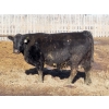 Image 3 : Willowside Ranch - 29 Simm/Angus X Bred Cows (Vibank, SK)
