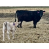 Image 9 : Blue Moon Cattle Co. - 30 1st Calf Black Angus X Pairs (Irricana, AB)