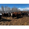 Image 18 : Chris Bartel - 1075# June Delivery Steers - 58 Head (Fort Vermilion, AB)