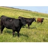 Image 2 : Wolverine Cattle Co. - 925# September Delivery Grass Heifers - 200 Head (Guernsey, SK)