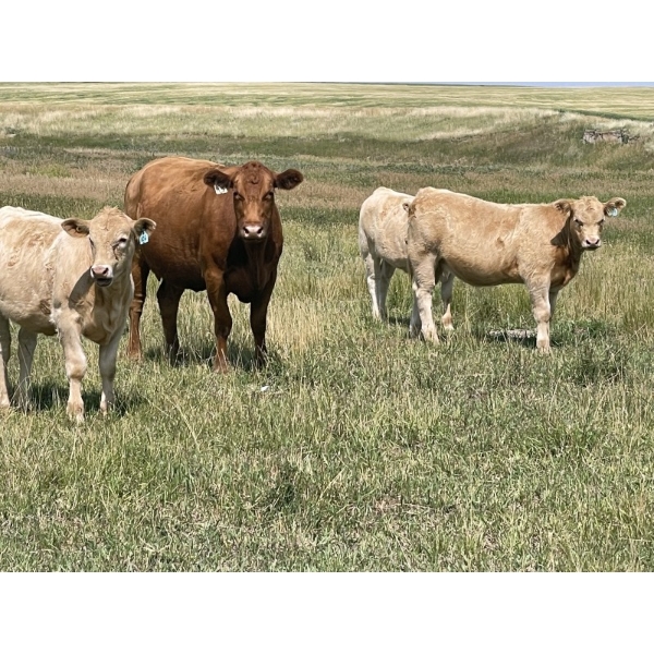 Patton Ranches Ltd. - 600# Heifer Calves - 95 Head (Maycroft, AB)