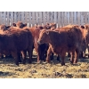 Image 4 : Hillcrest Farming Co. - 750# March Delivery Steers - 81 Head (Dundurn, SK)