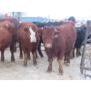 Image 5 : Ranahan Ranch - 945# February Delivery Yearling Steers - 14 Head (Wapella, SK)