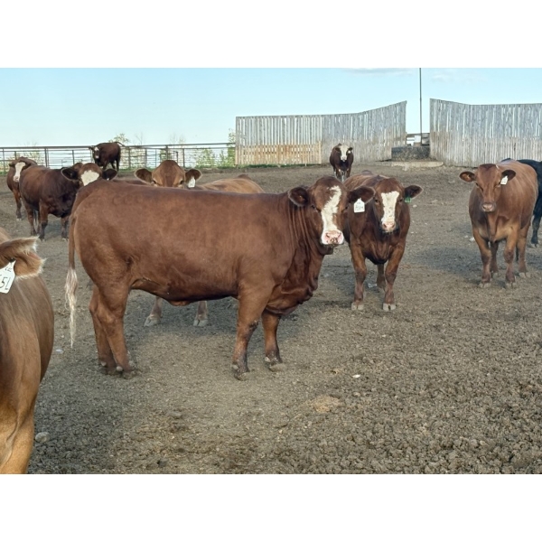Cunningham Cattle Co. - 1425# July Delivery Heiferettes - 35 Head (Sundre, AB)