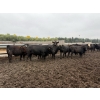 Image 2 : French's Farm - 1025# October Delivery Steers - 180 Head (Kelwood, MB)
