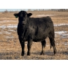 Image 3 : Fox Cattle Co. - 55 Black Simm/Angus X March/April Calving Bred Heifers (Foam Lake, SK)