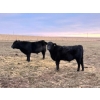 Image 7 : Steven & Janet Yule - 510# December Delivery Steer Calves - 85 Head (Gleichen, AB)