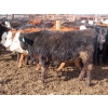 Image 12 : Bezan Cattle Corporation - 725# March Delivery Steers - 75 Head (Midale, SK)