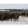 Image 6 : Star Over Bar Ranch Ltd. - 740# December Delivery Weaned Steers - 41 Head (Biggar, SK)