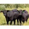 Image 7 : Riverbend Ranch - 1000# October Delivery Grass Steers - 120 Head (Coronation, AB)
