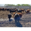Image 7 : South Island Farms - 980# June/July Delivery Heifers - 100 Head (Bow Island, AB)