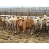 Image 2 : Justin Tateson - 960# March Delivery Steers - 125 Head (Scandia, AB)