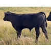 Image 9 : Vredegoor Ranch - 500# October Delivery Steer Calves - 195 Head (Handhills, AB)