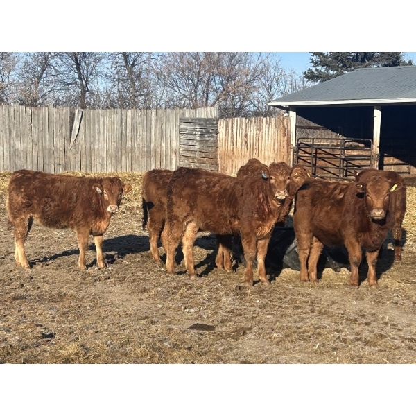 Twisted K Limousin - 680# February Delivery Heifers - 70 Head (Byemoor, AB)