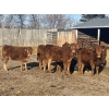 Image 1 : Twisted K Limousin - 680# February Delivery Heifers - 70 Head (Byemoor, AB)