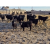 Image 1 : Franz Land & Cattle - 840# March Delivery Heifers - 75 Head (Medicine Hat, AB)