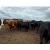 Image 3 : Taylor Lessard - 1600# White Fat Cows - 120 Head (Carberry, MB)