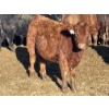 Image 7 : Stankievech Ranches - 680# January Delivery Steers - 90 Head (Trochu, AB)