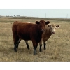 Image 2 : Crisp Ranches - 920# September Delivery Grass Heifers - 136 Head (Monitor, AB)