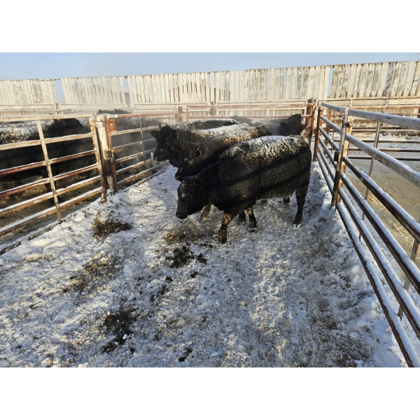 High Prairie Ltd. (Leonard Parke) - 11 Black Heifers (Pen 533 - 535)