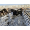 Image 1 : High Prairie Ltd. (Leonard Parke) - 11 Black Heifers (Pen 533 - 535)