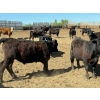 Image 11 : Chipping Hill Cattle Co. - 1000# June Delivery Steers - 60 Head (MacGregor, MB)
