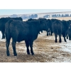 Image 12 : Sturgeon River Ranch - 800# March Delivery Steers - 200 Head (Rockyford, AB)
